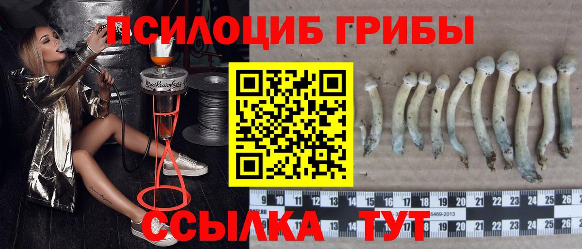 Гатчина  Галлюциногенные грибы GOLDEN TEACHER  Вход с VPN 